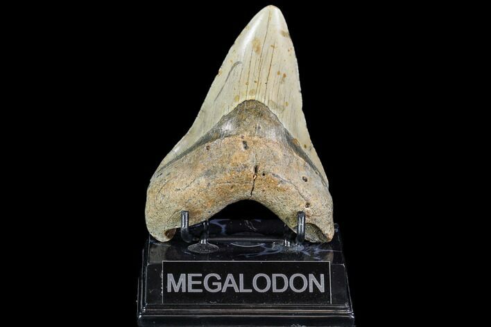 Fossil Megalodon Tooth - North Carolina #108882